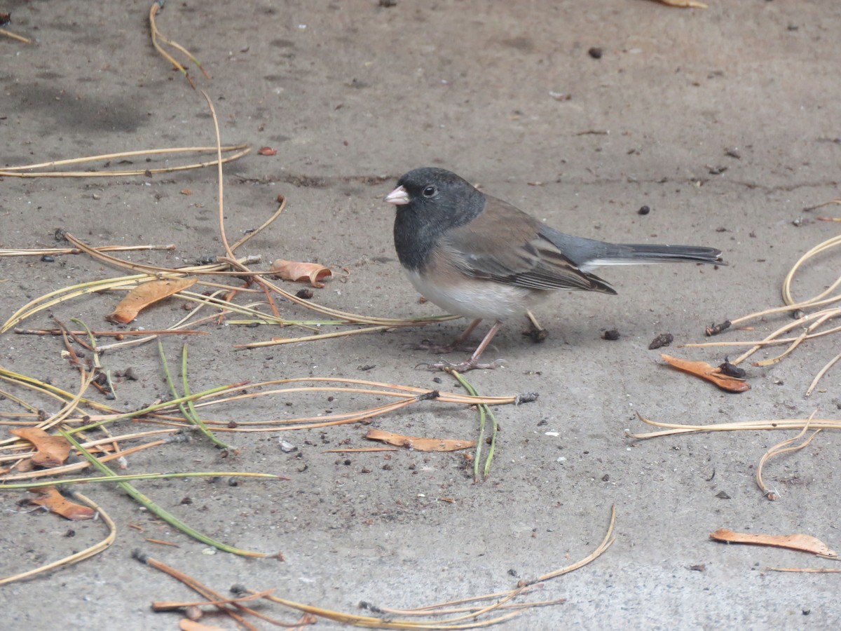 Dark-eyed Junco - ML645629667