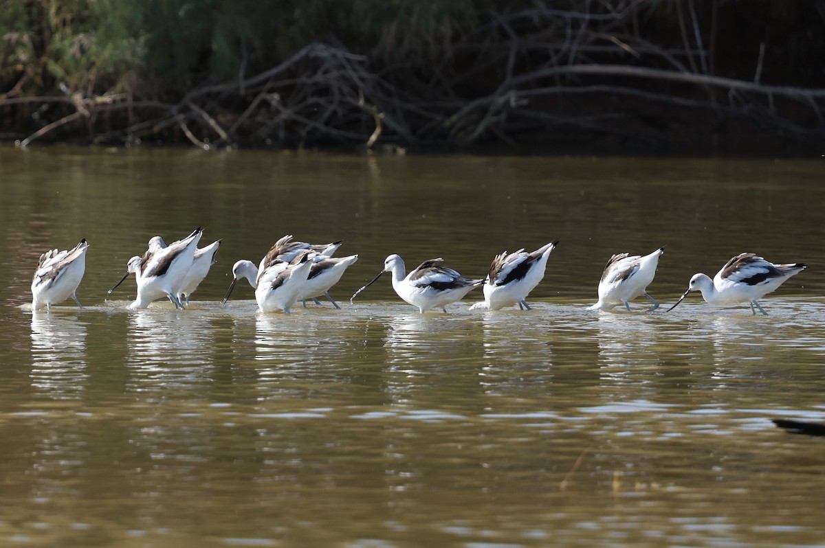 American Avocet - ML645629673