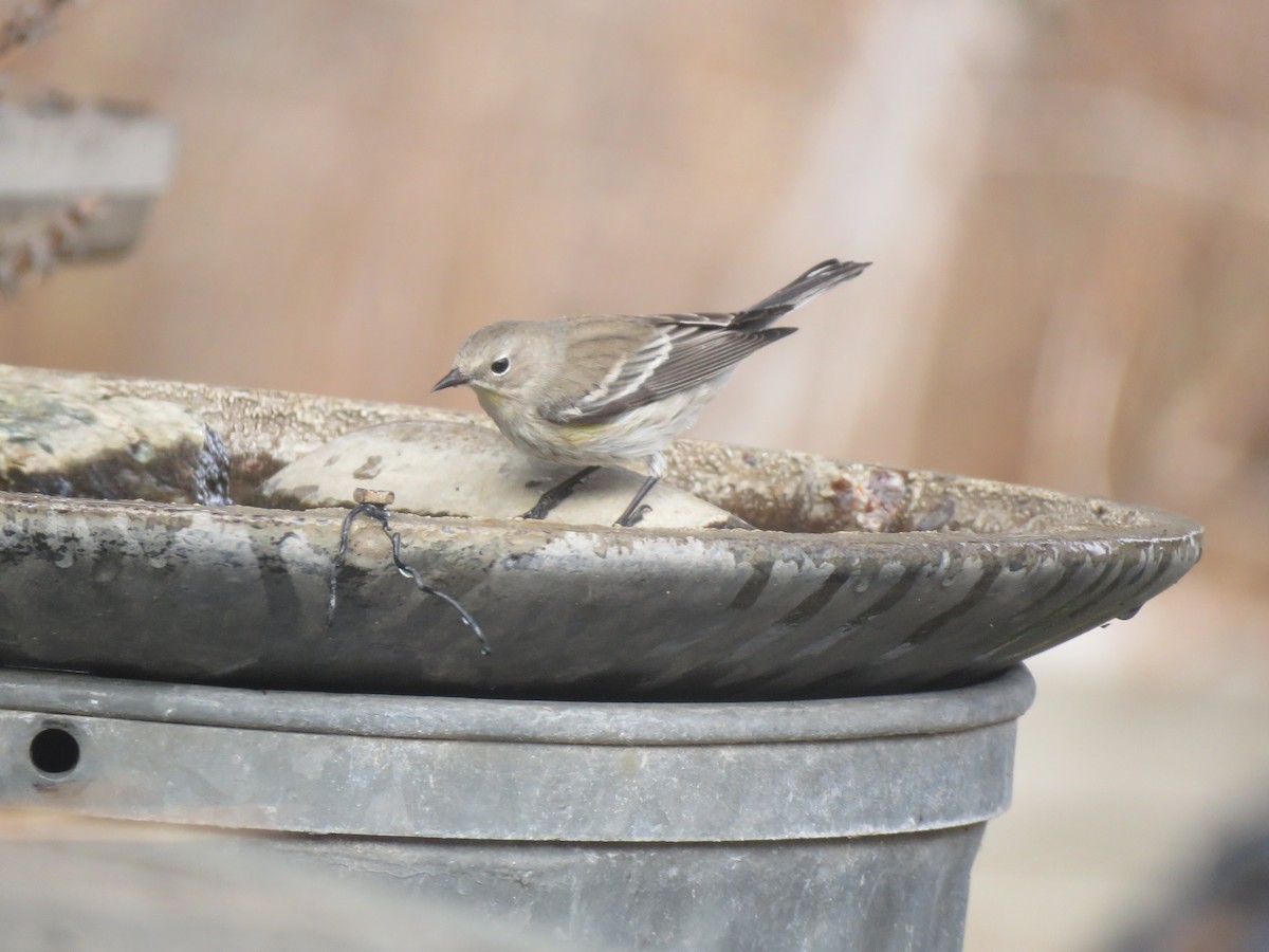 Yellow-rumped Warbler - ML645629676