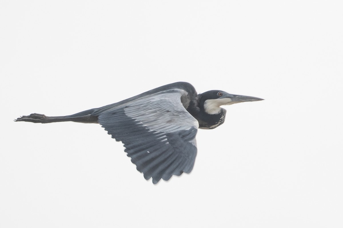 Héron mélanocéphale - ML645629678