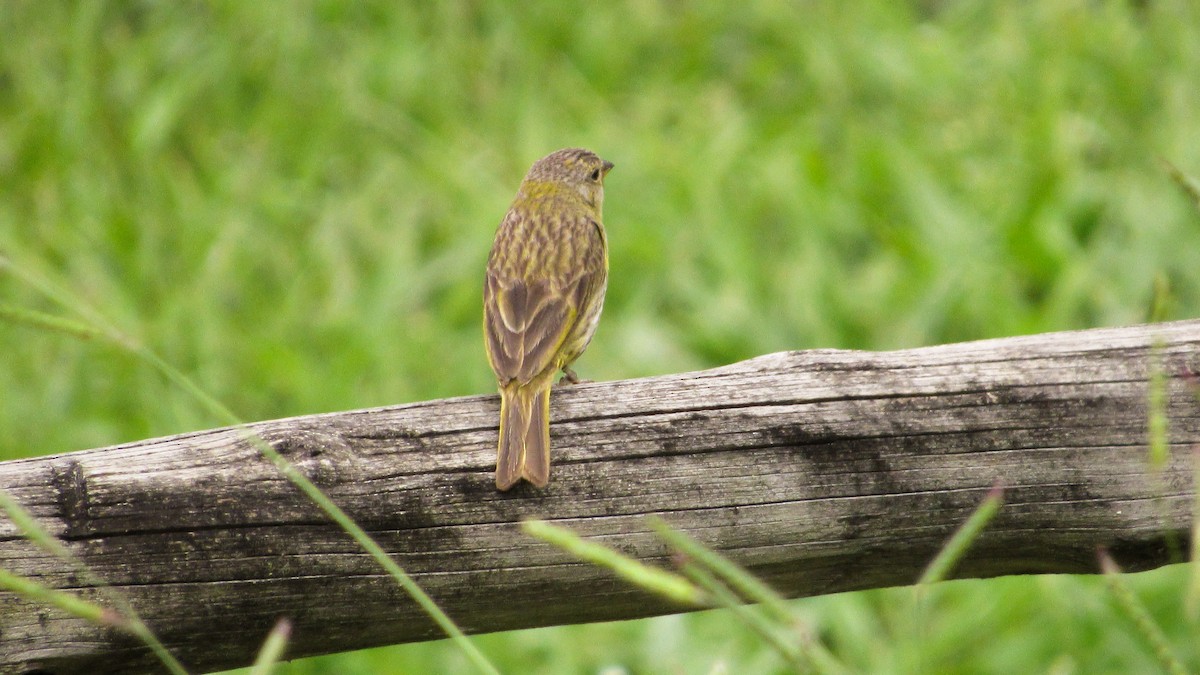 キンノジコ - ML645629679