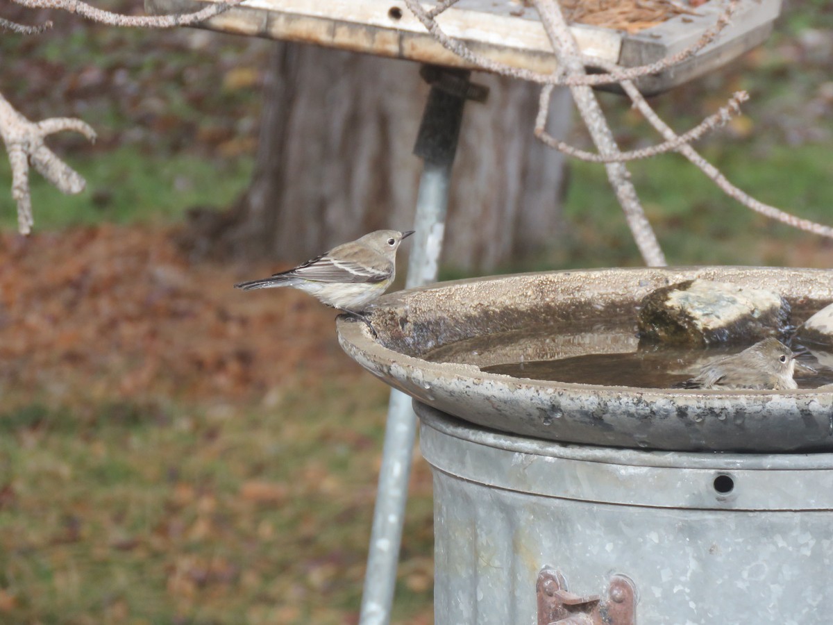 キヅタアメリカムシクイ - ML645629680