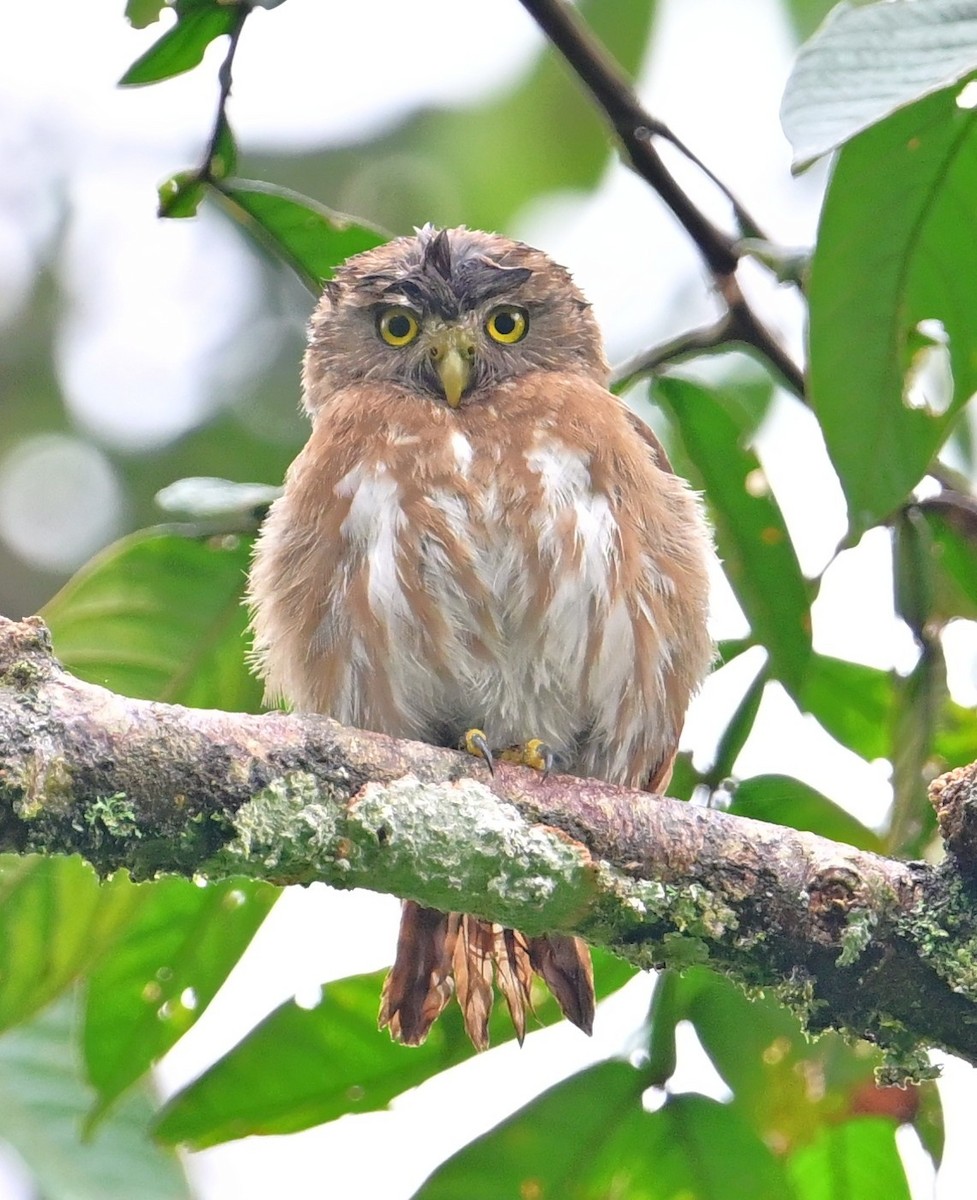 アカスズメフクロウ - ML645629682