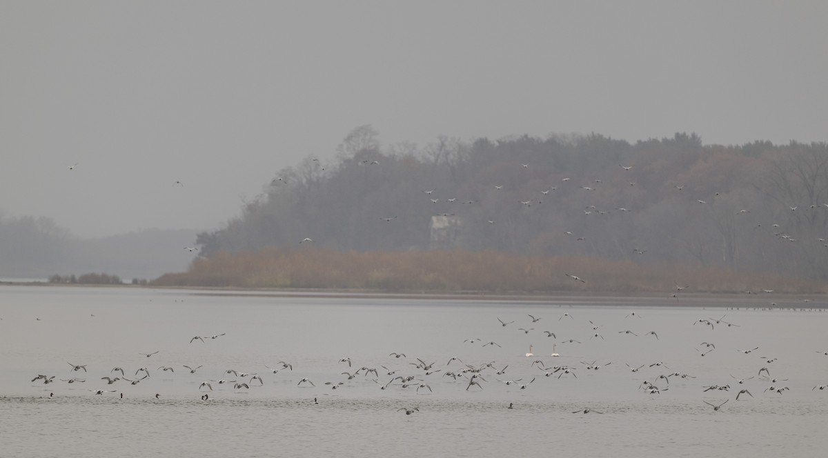 オオホシハジロ - ML645629683