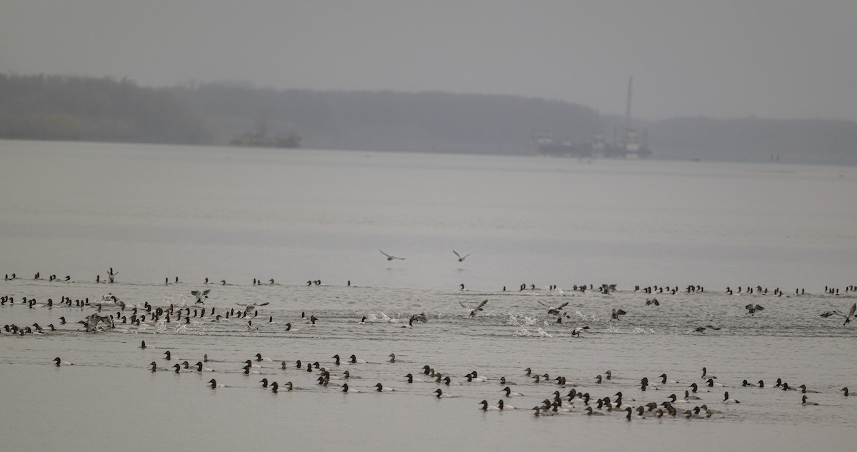 オオホシハジロ - ML645629684