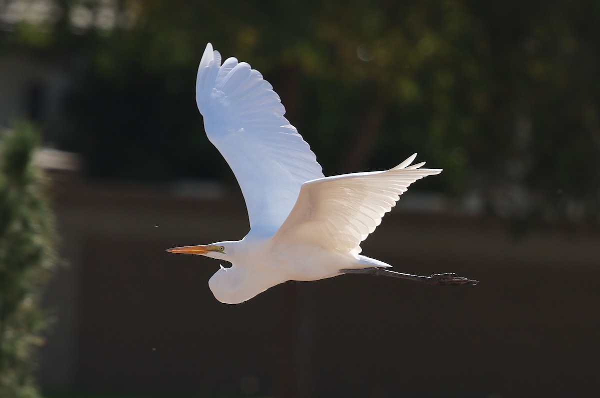 ダイサギ - ML645629688