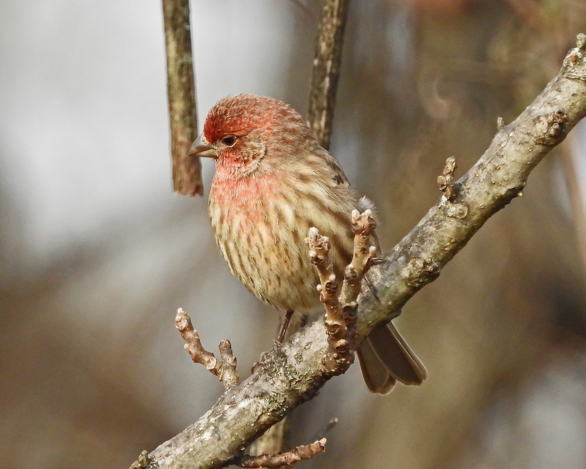 メキシコマシコ - ML645629689