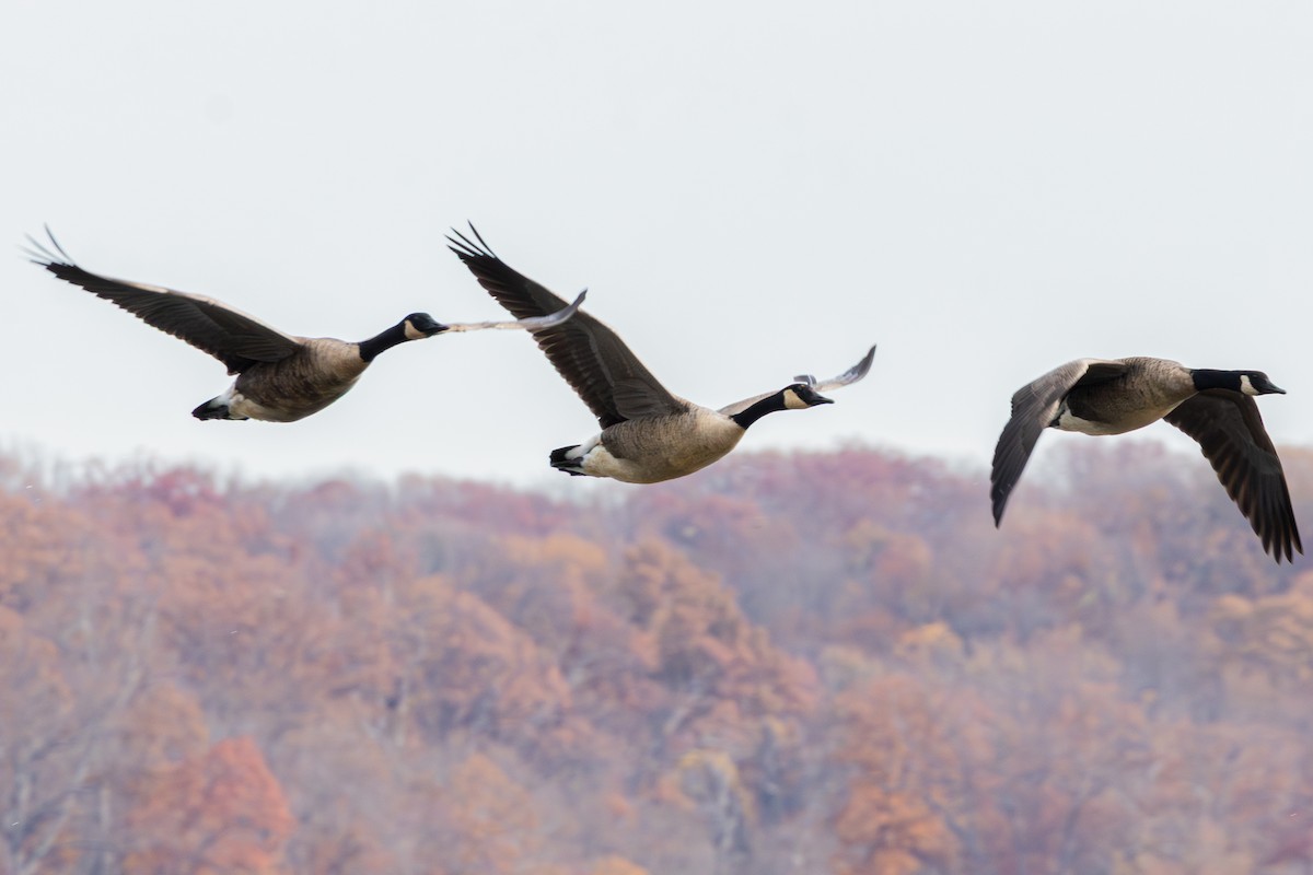 カナダガン - ML645629690