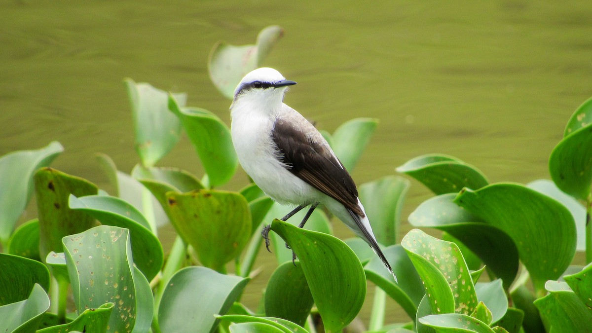 マダラタイランチョウ - ML645629692