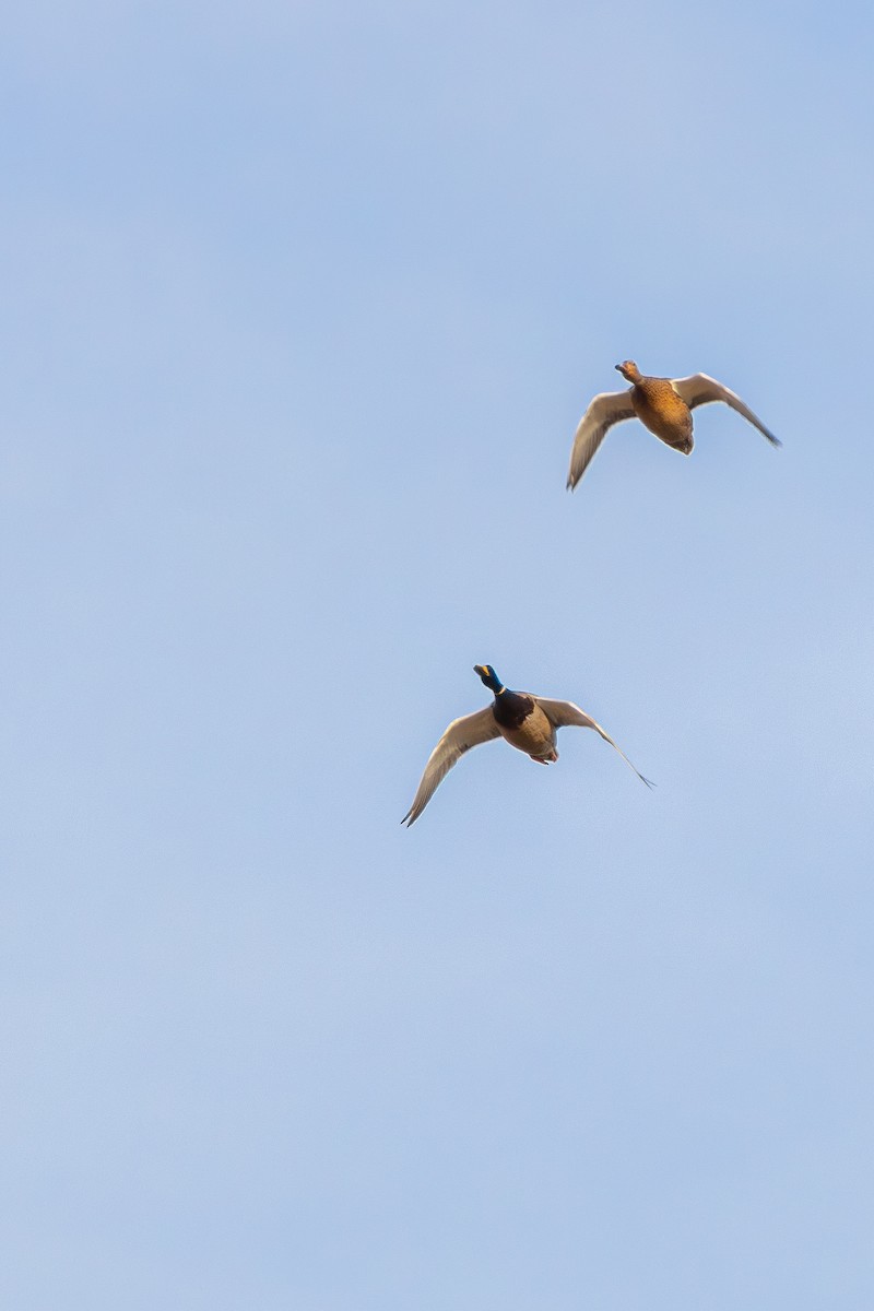 マガモ - ML645629701