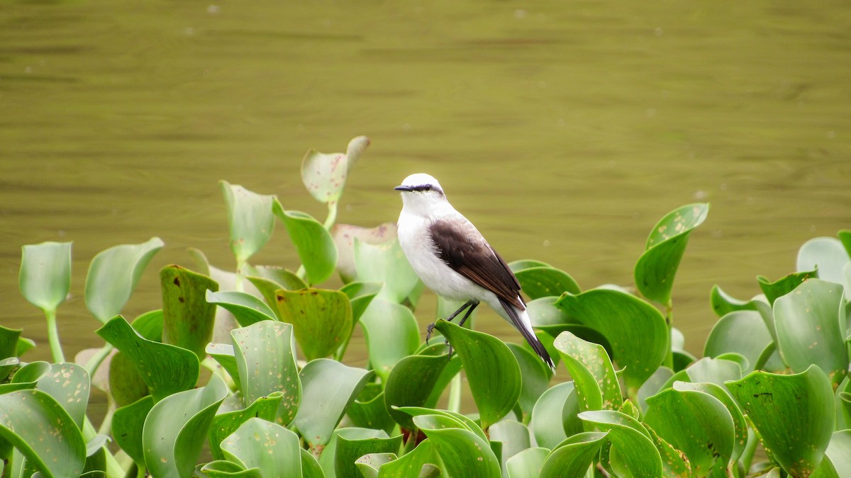 マダラタイランチョウ - ML645629704
