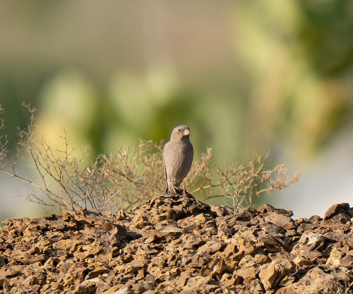 ナキマシコ - ML645629705