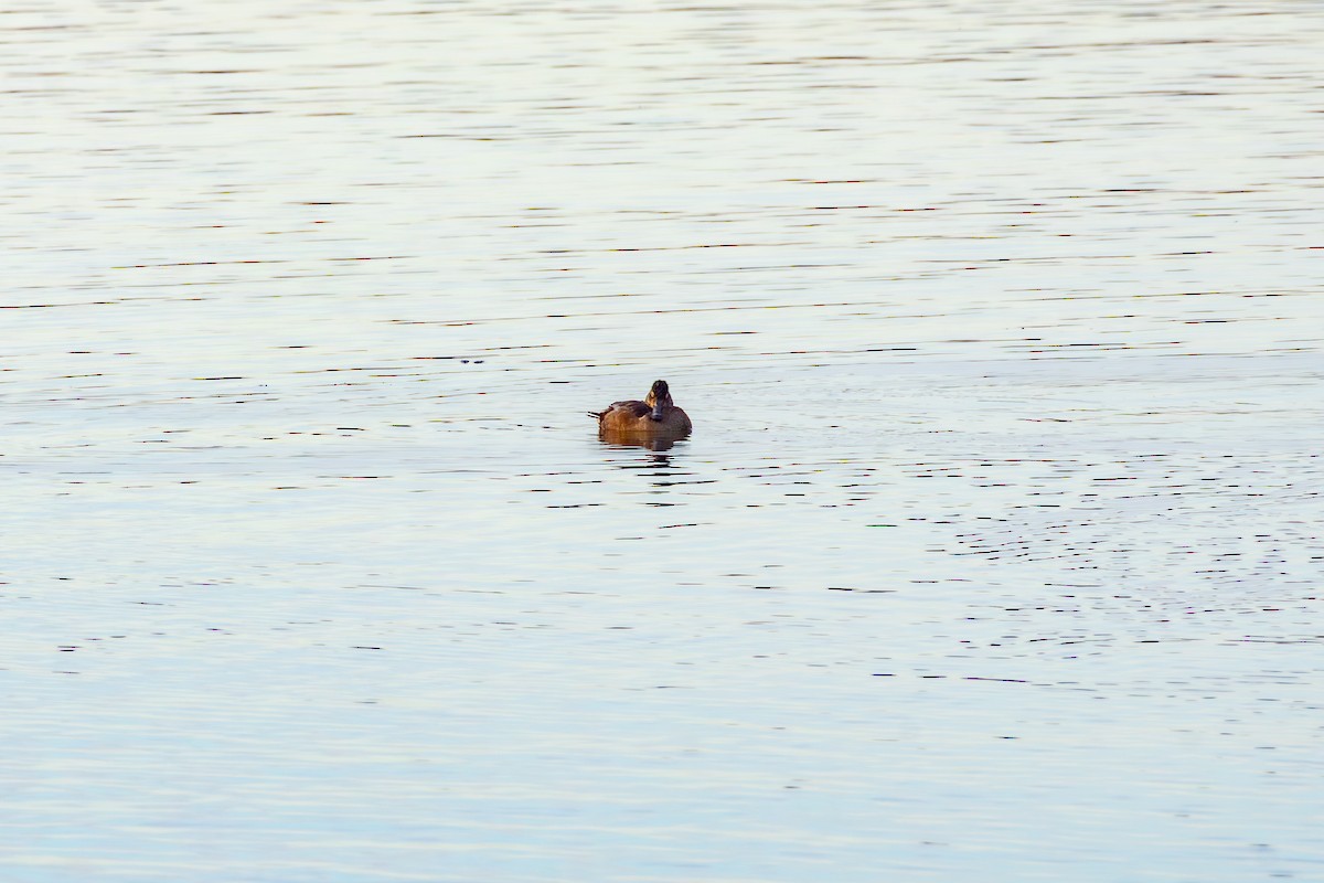 クビワキンクロ - ML645629706