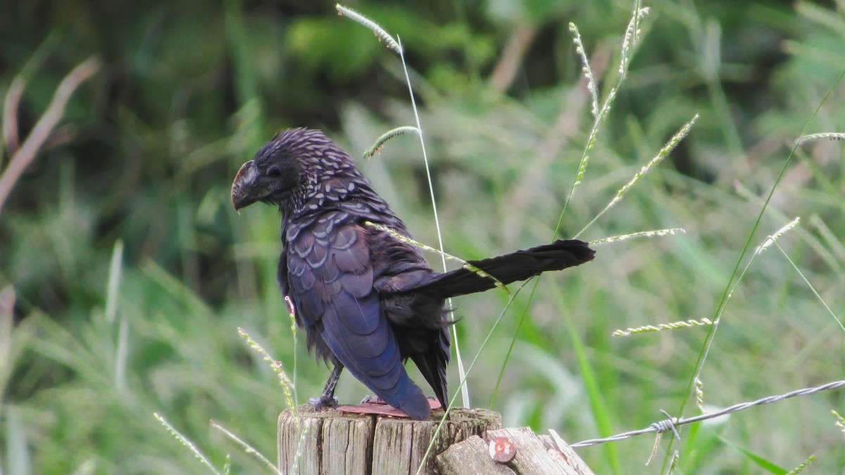 glattnebbani - ML645629708