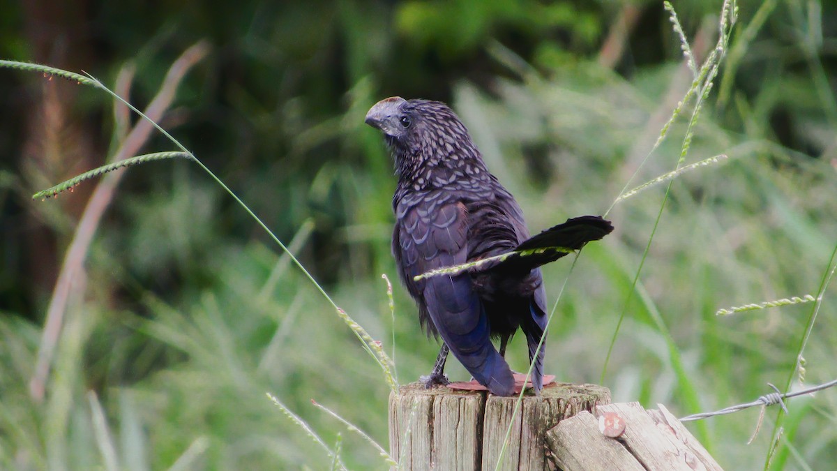 glattnebbani - ML645629710