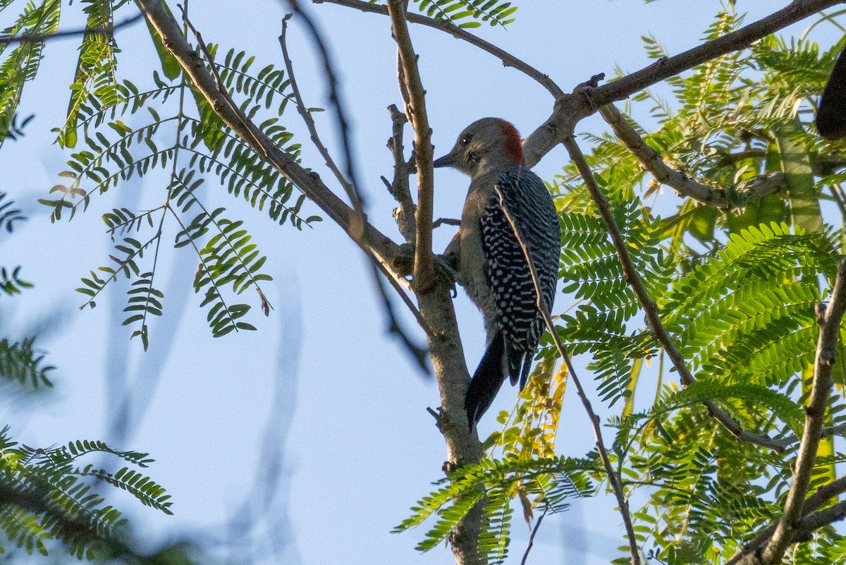 Yucatan Woodpecker - ML645629715