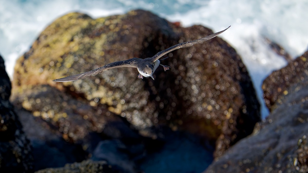 Galapagos Shearwater - ML645629719