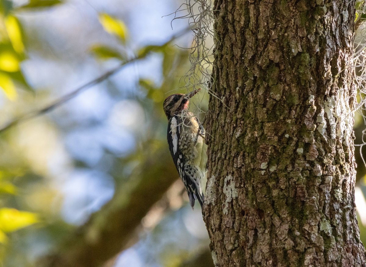 シルスイキツツキ - ML645629720