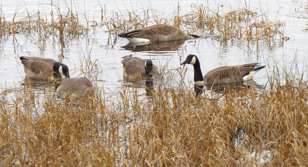 カナダガン - ML645629721