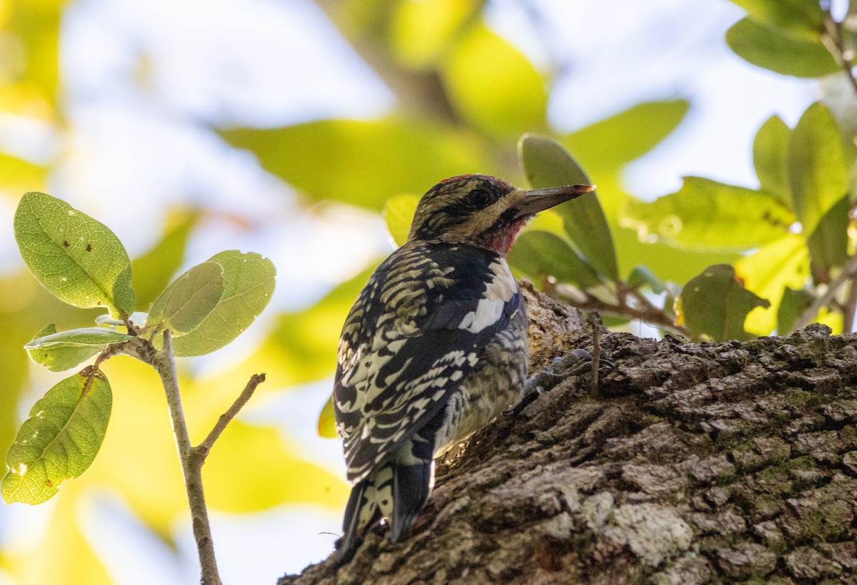 シルスイキツツキ - ML645629722