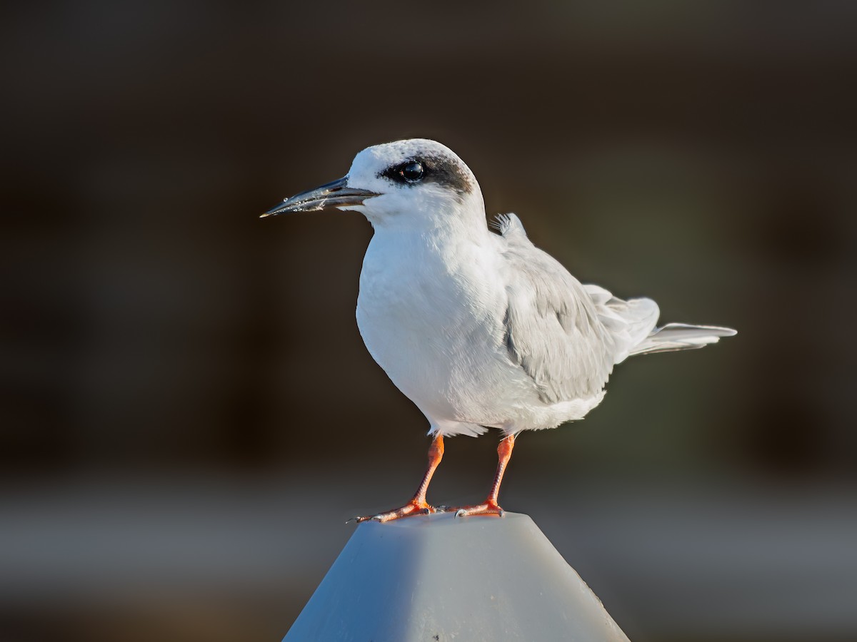 メリケンアジサシ - ML645629723