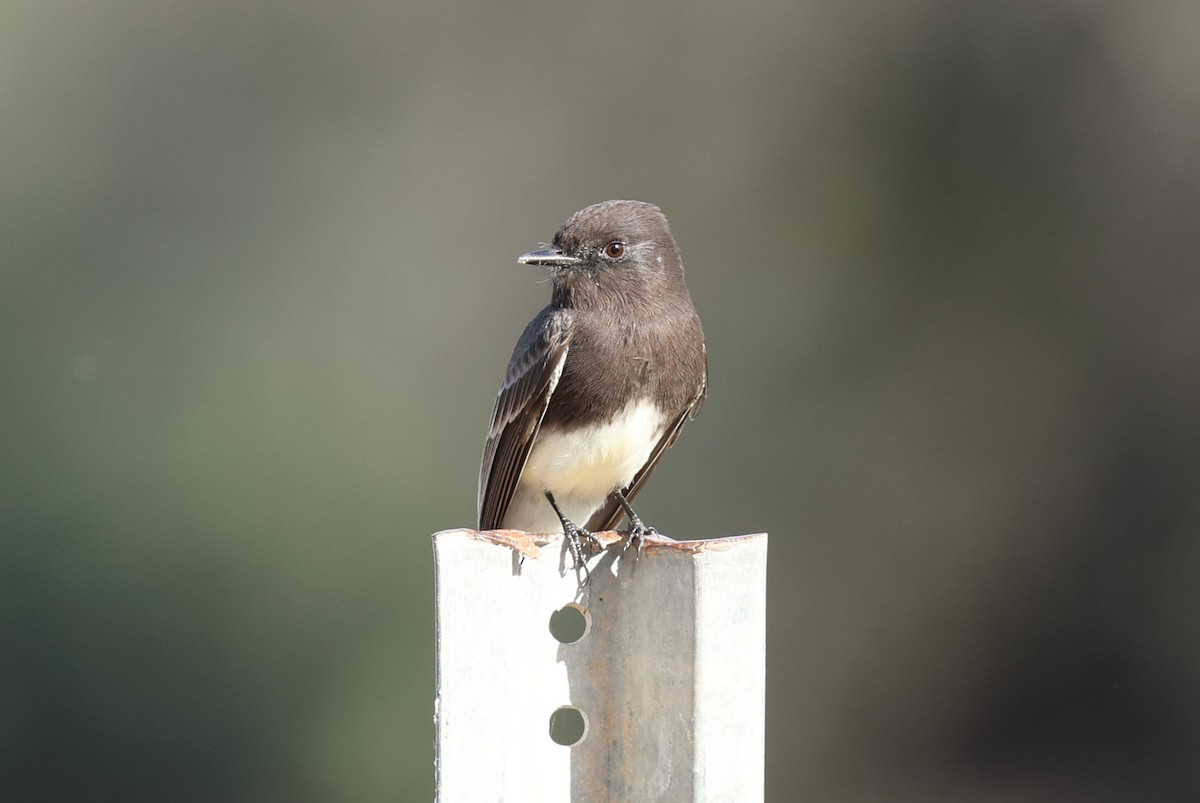 クロツキヒメハエトリ - ML645629724