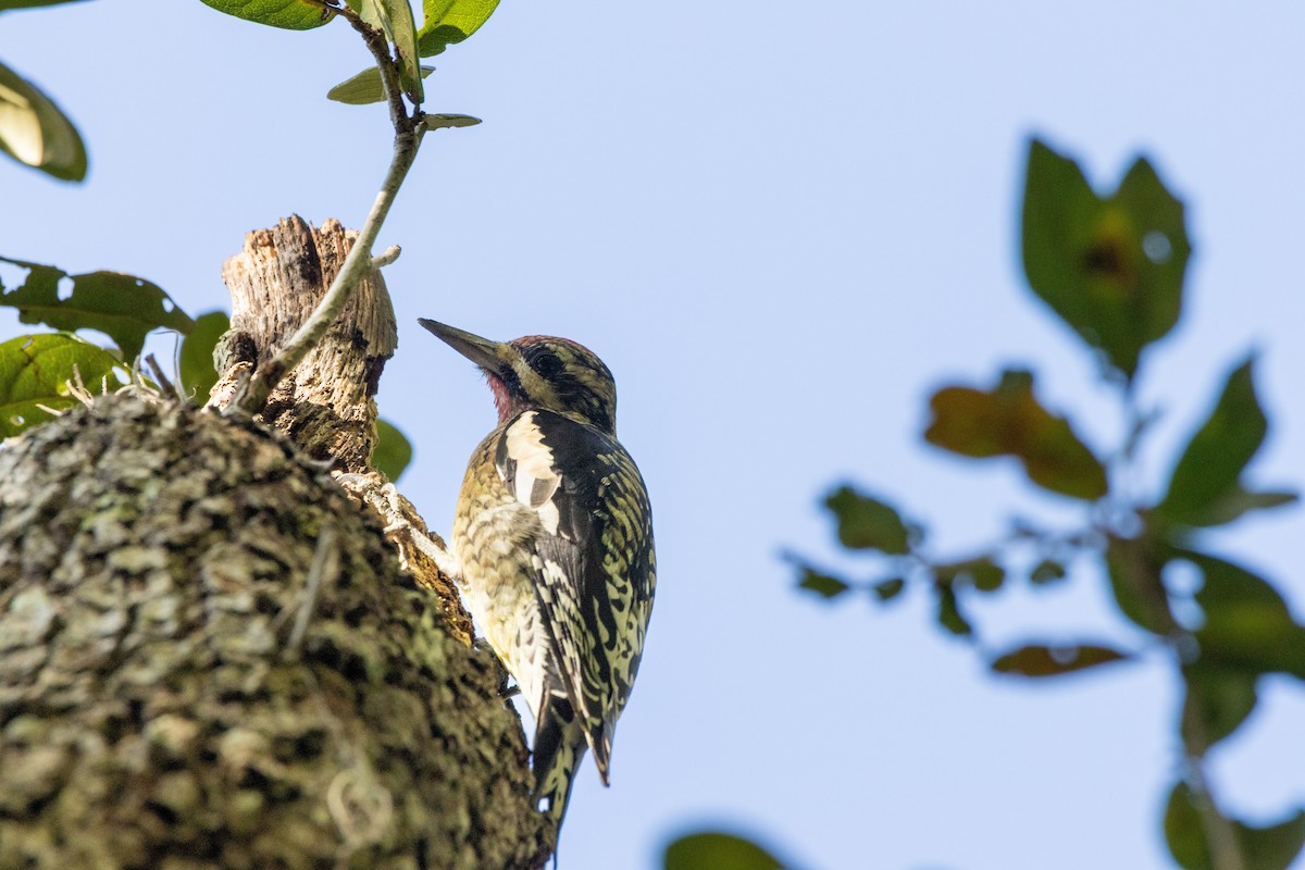 シルスイキツツキ - ML645629727