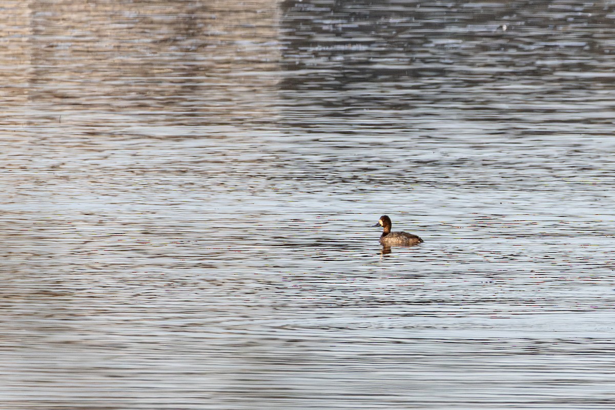 スズガモ - ML645629728