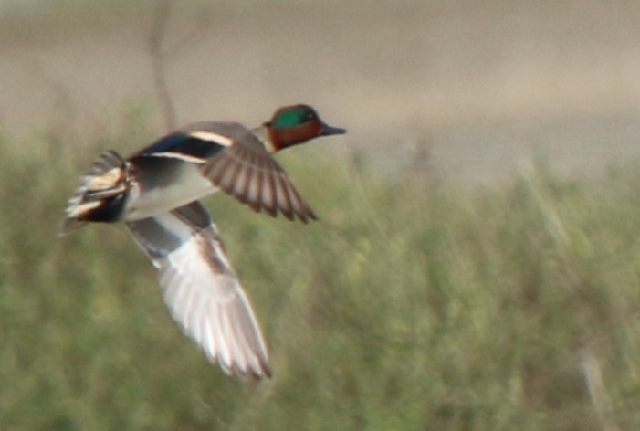 ミカヅキシマアジ - ML645629729