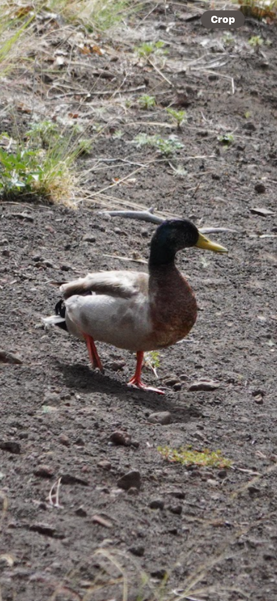 マガモ - ML645629730