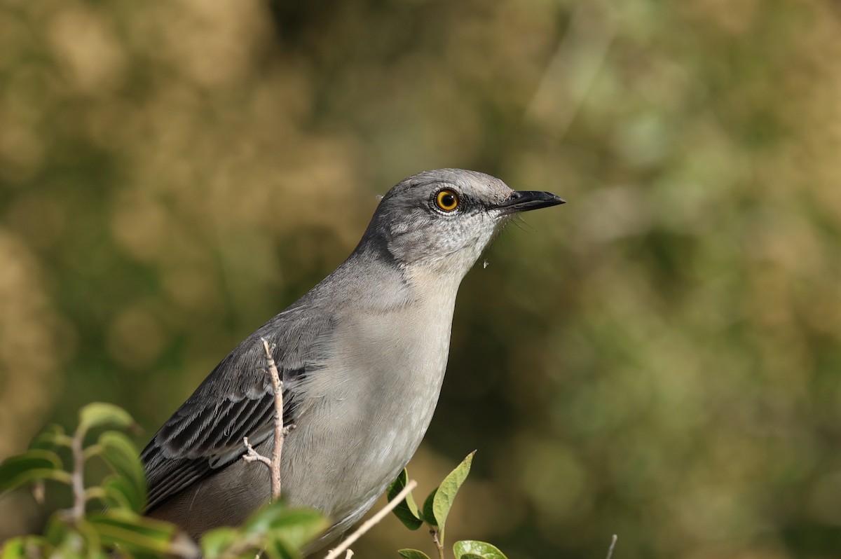 マネシツグミ - ML645629731