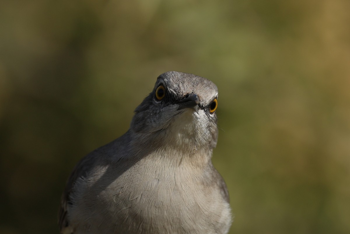 マネシツグミ - ML645629732