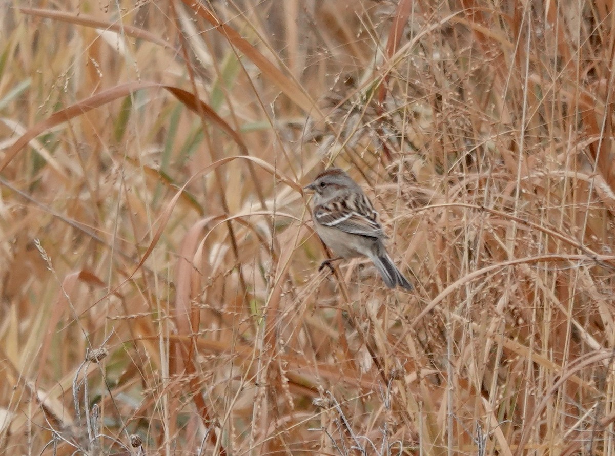 ムナフヒメドリ - ML645629733