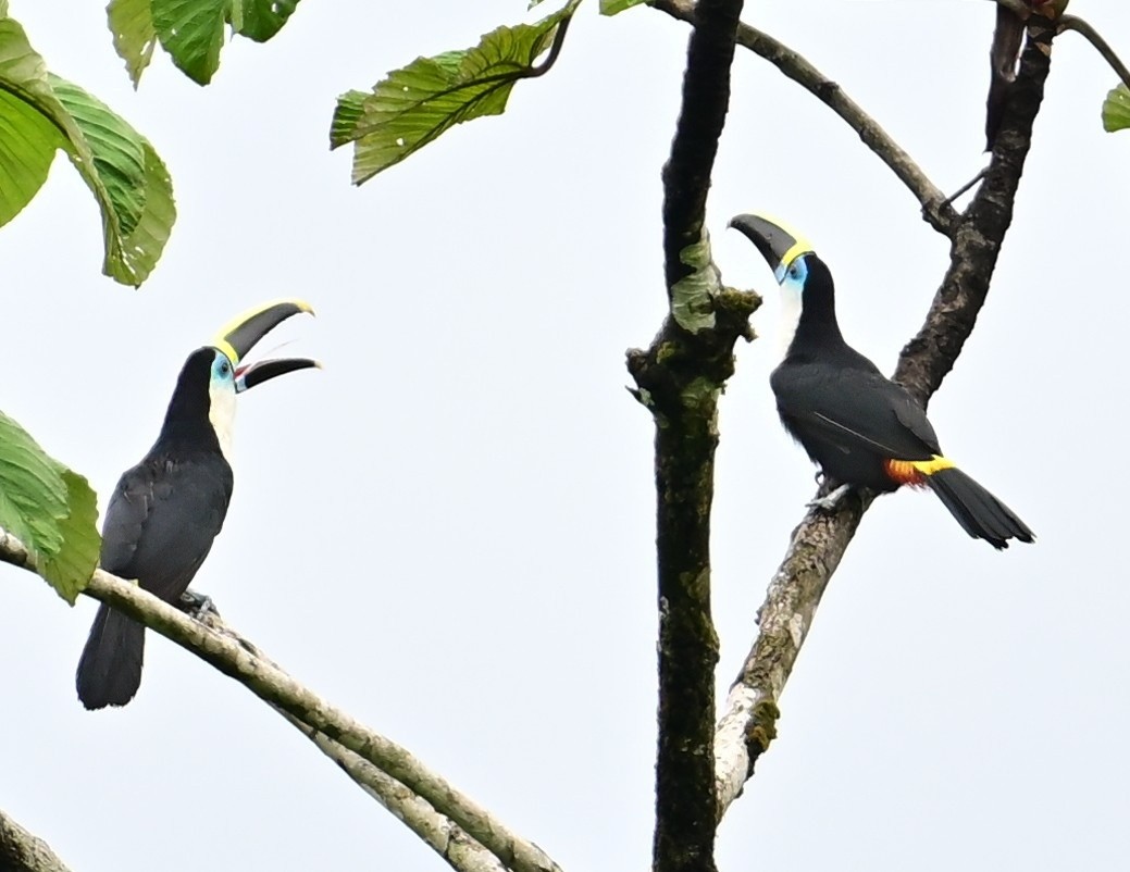 ヒムネオオハシ - ML645629734