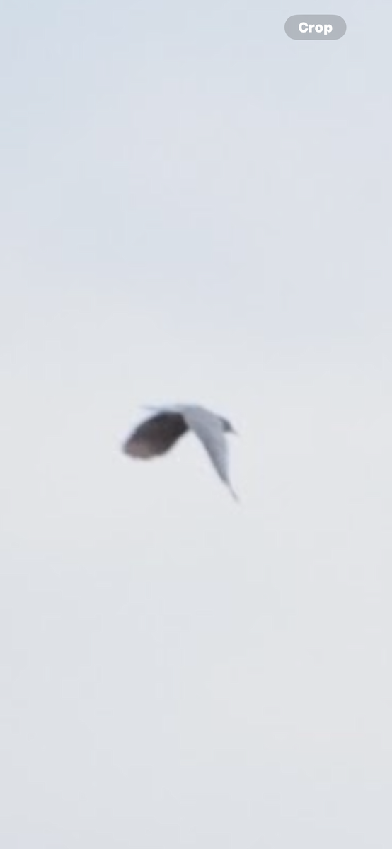 マツカケス - ML645629735