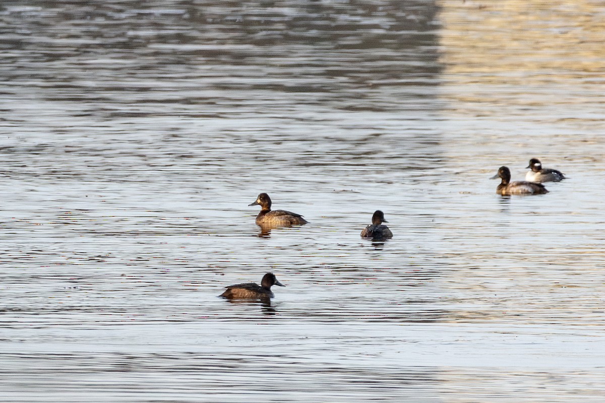 コスズガモ - ML645629736