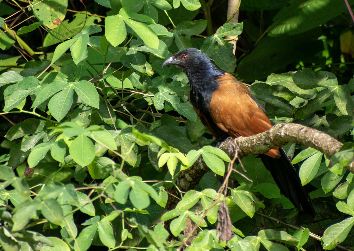 オオバンケン - ML645629737