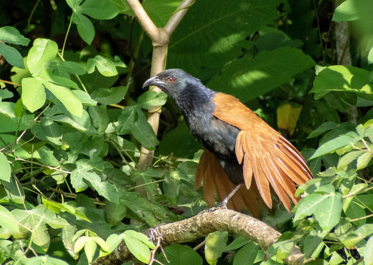 オオバンケン - ML645629738