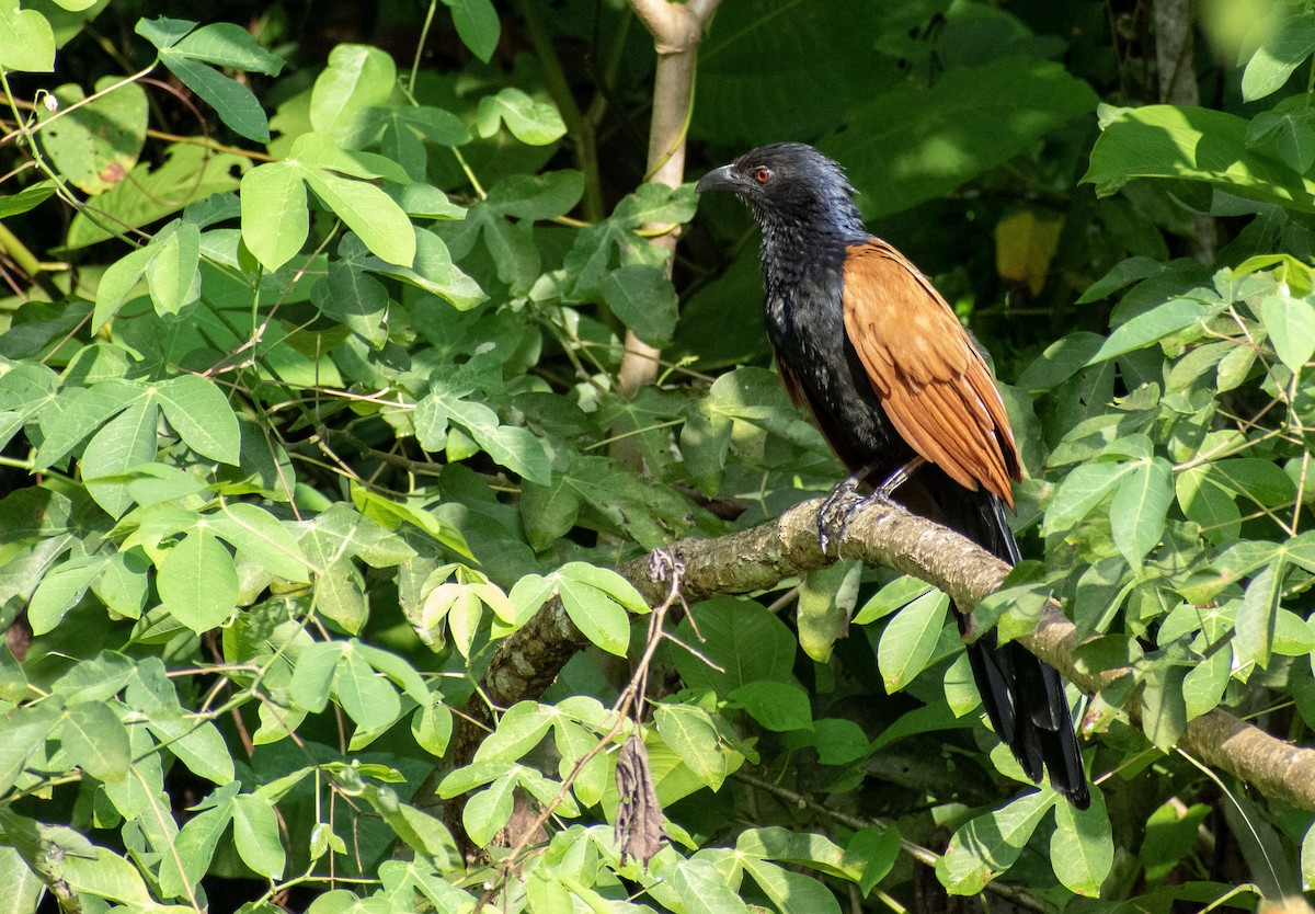 オオバンケン - ML645629739