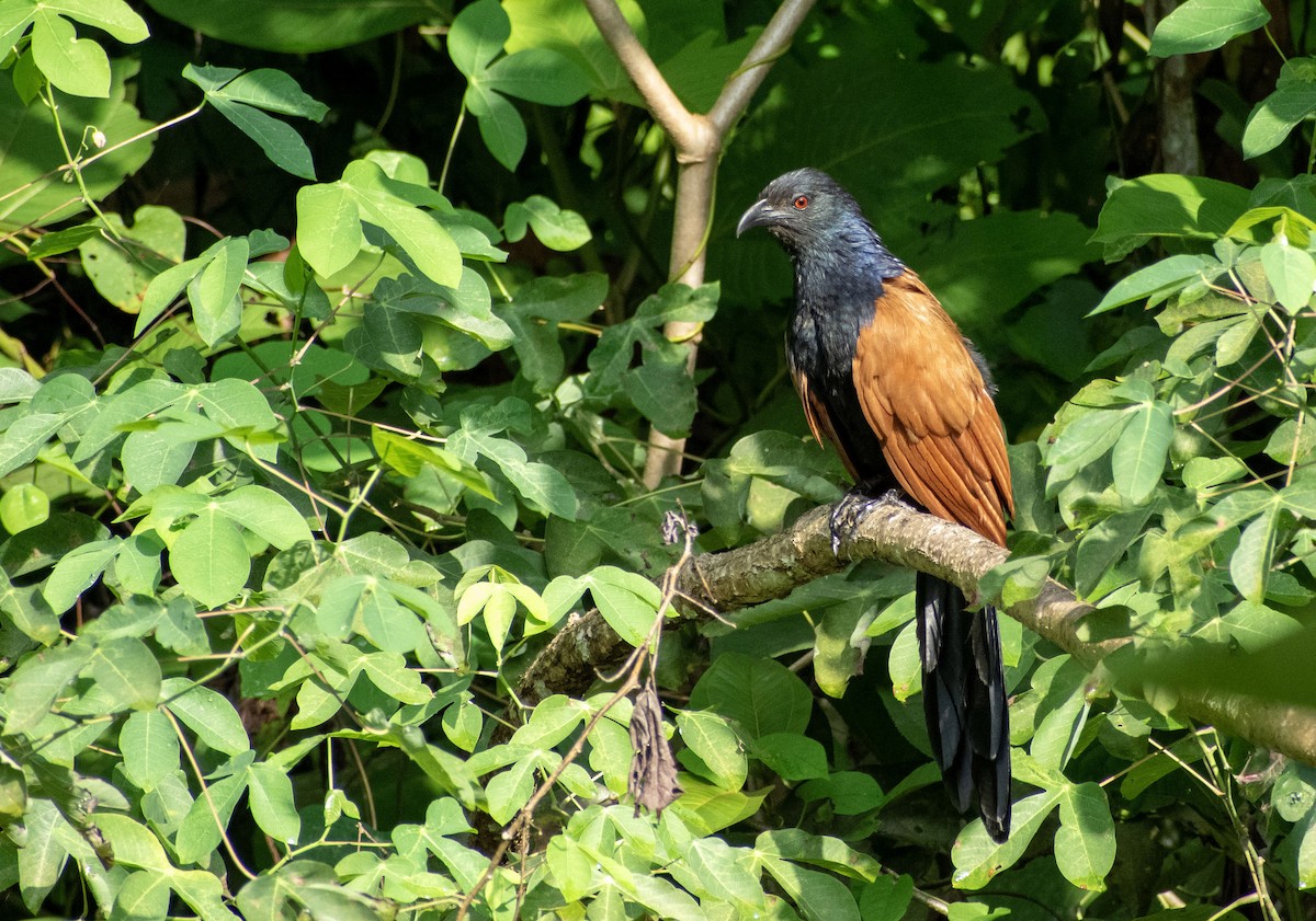 オオバンケン - ML645629740