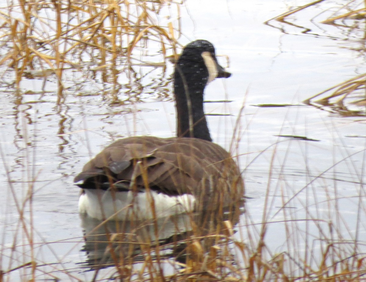 カナダガン - ML645629741