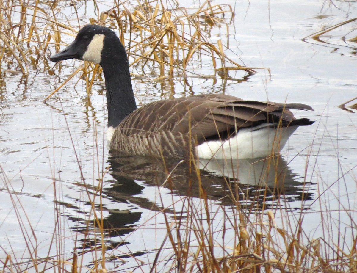 カナダガン - ML645629742