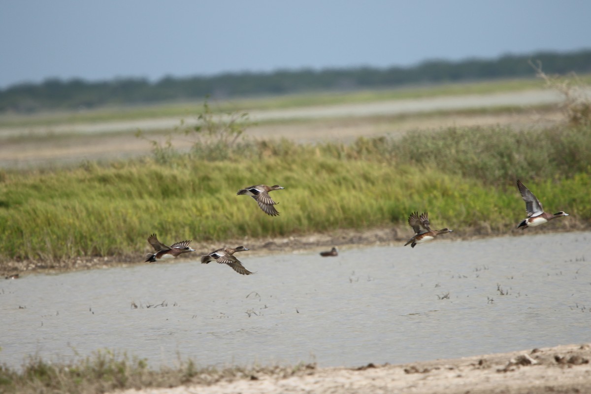 アメリカヒドリ - ML645629744