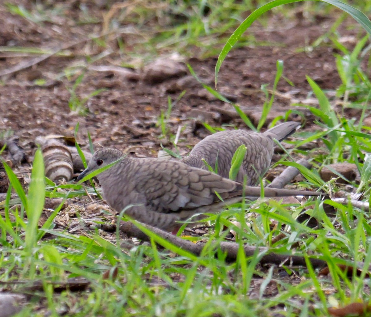 インカバト - ML645629746