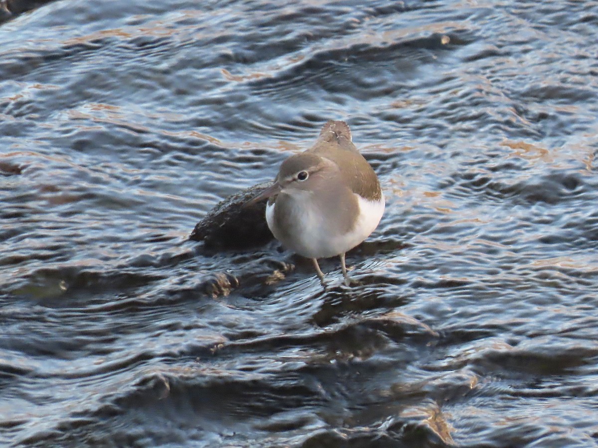 イソシギ - ML645629747