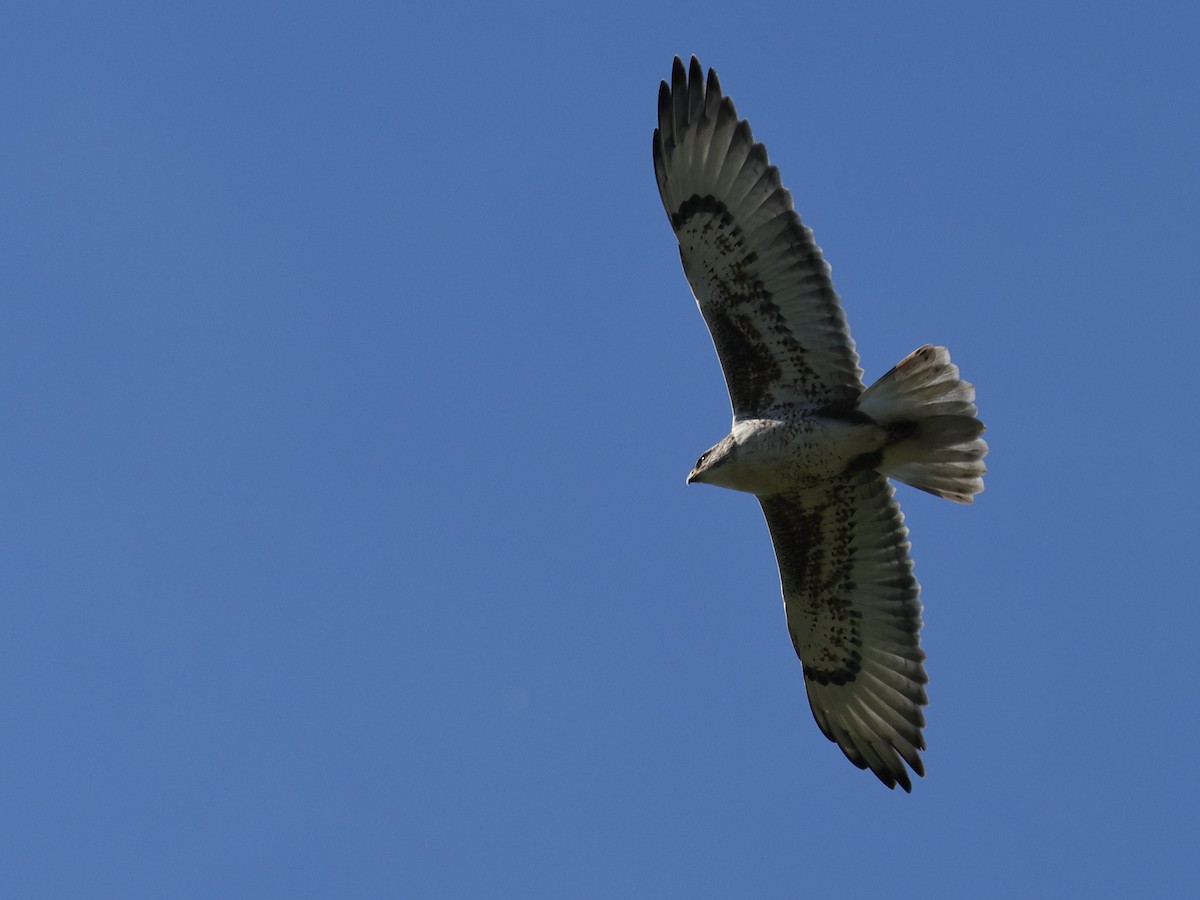 アカケアシノスリ - ML645629748