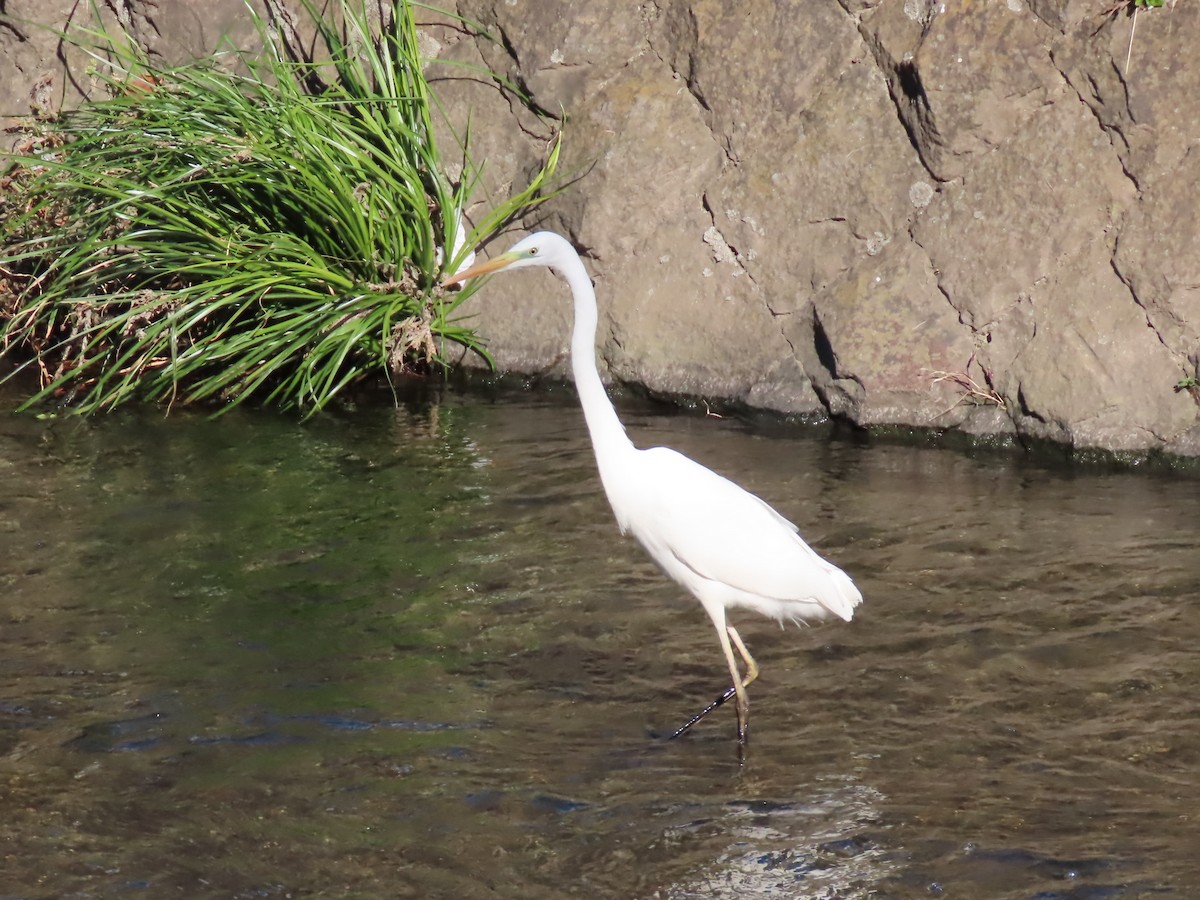 大白鷺 - ML645629749