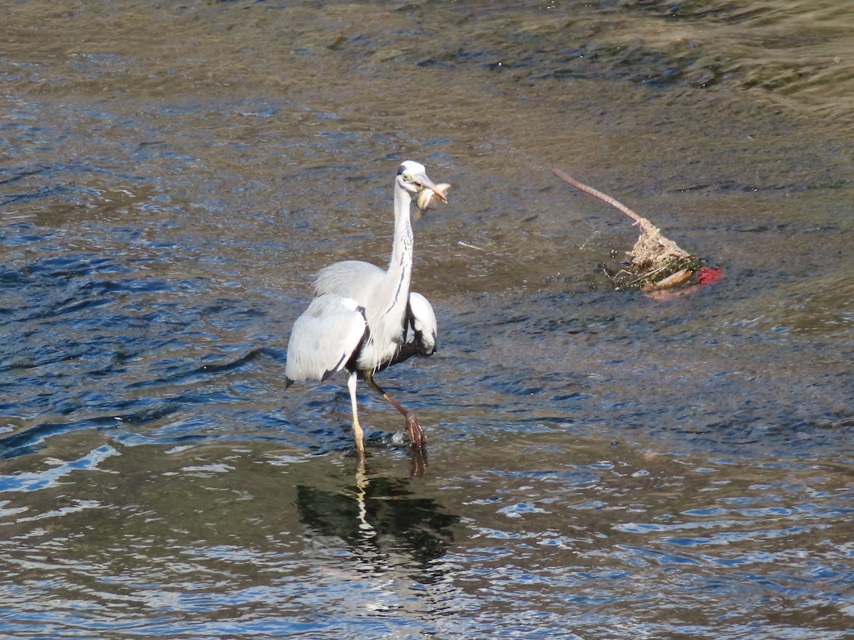 蒼鷺 - ML645629750