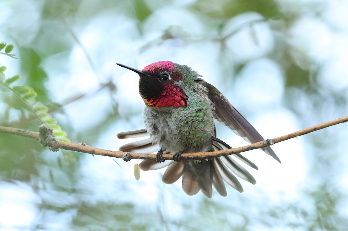 Anna's Hummingbird - ML645629754
