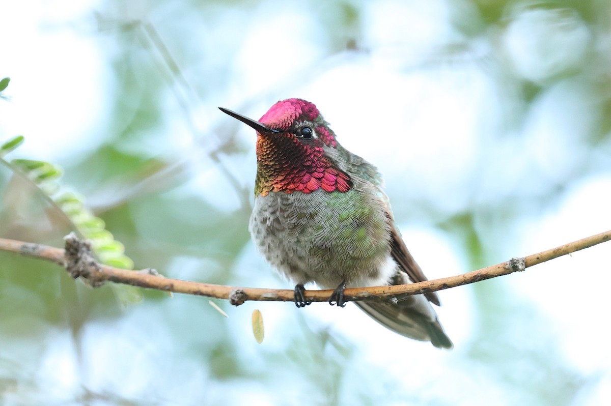 Anna's Hummingbird - ML645629755